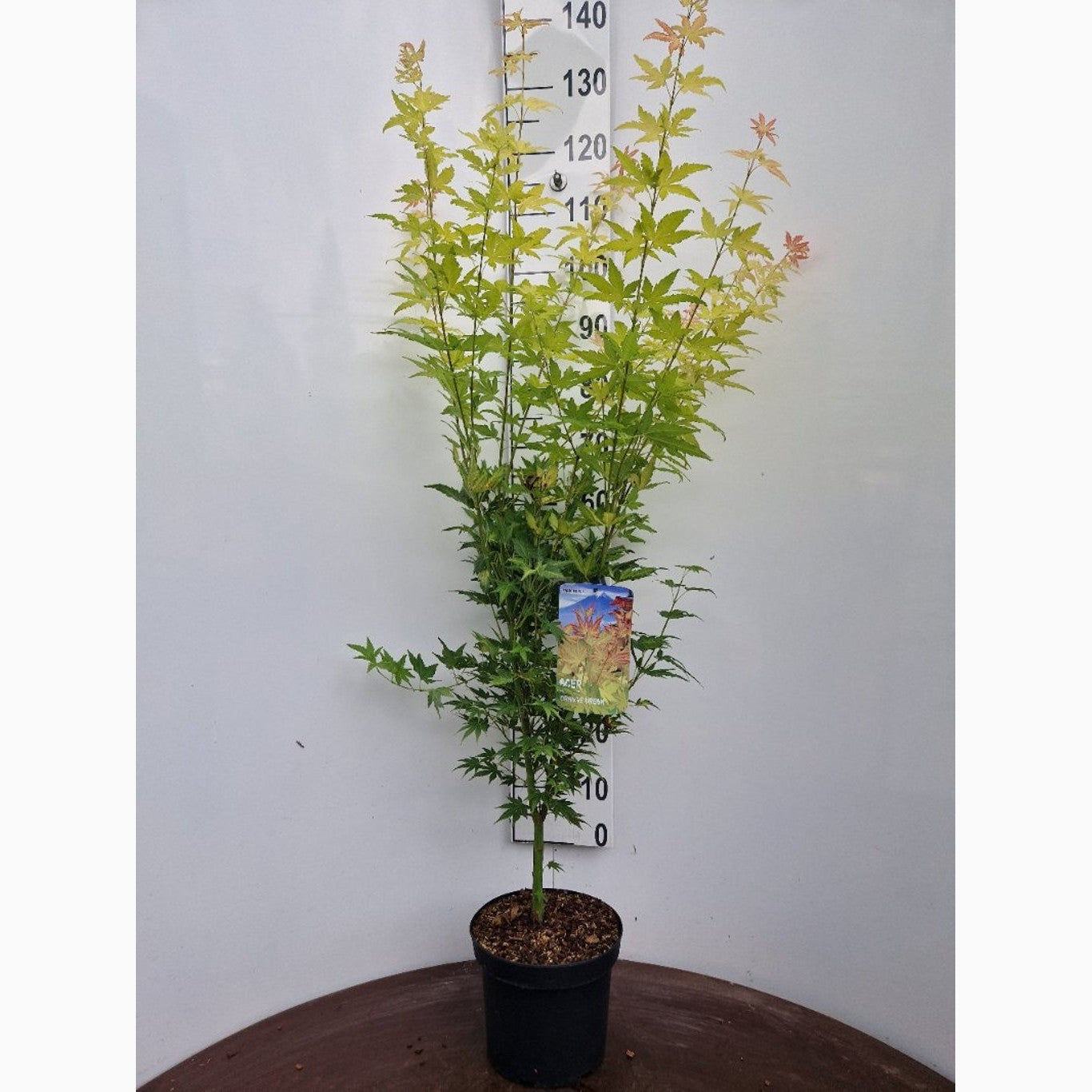 Japansk lönn – Acer pal. 'Orange Dream' - C5 60-80 CM