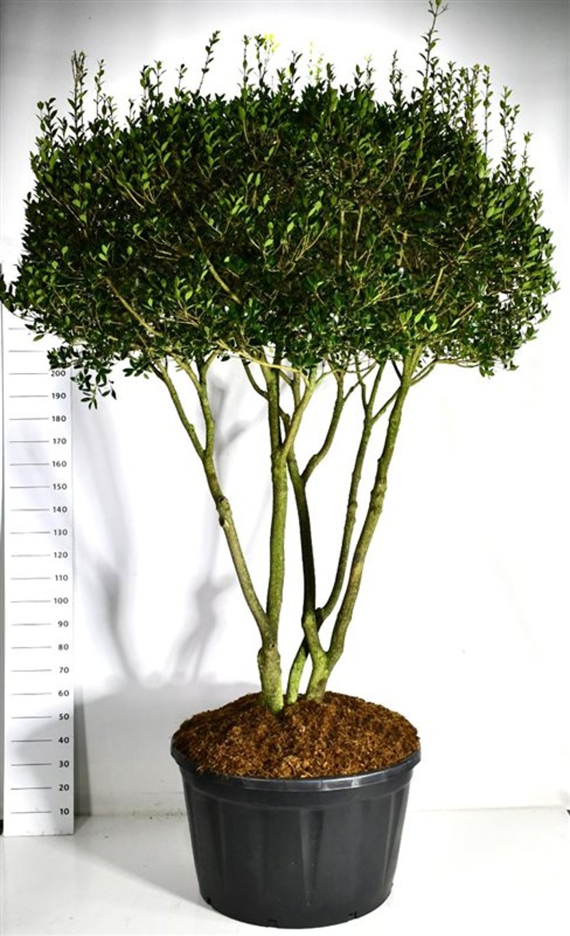 Taggblad – Osmanthus heterophyllus - C280 200-250 cm. Meerstammig