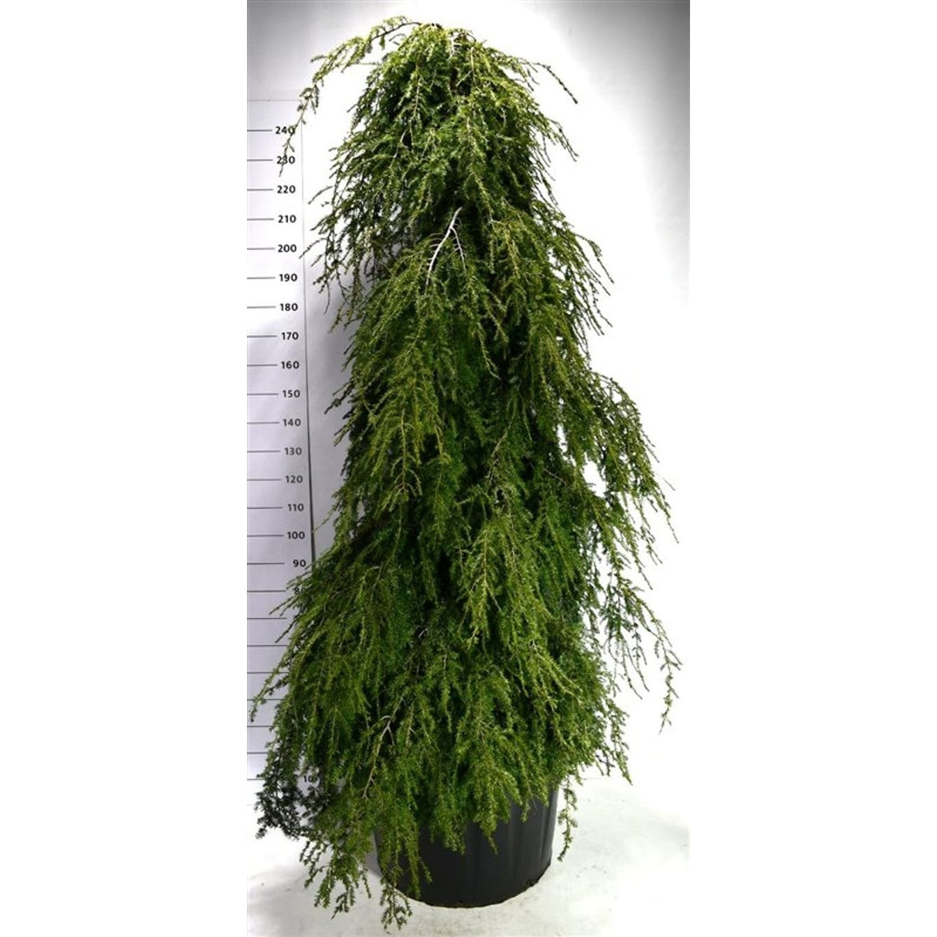 Hemlock – Tsuga canadensis 'Pendula' - C130 180-200 CM