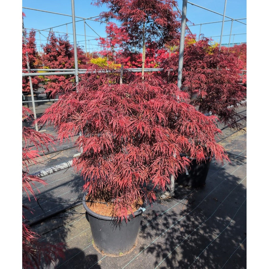 Japansk lönn – Acer pal. 'Crimson Queen' - 70 CM Stem C30