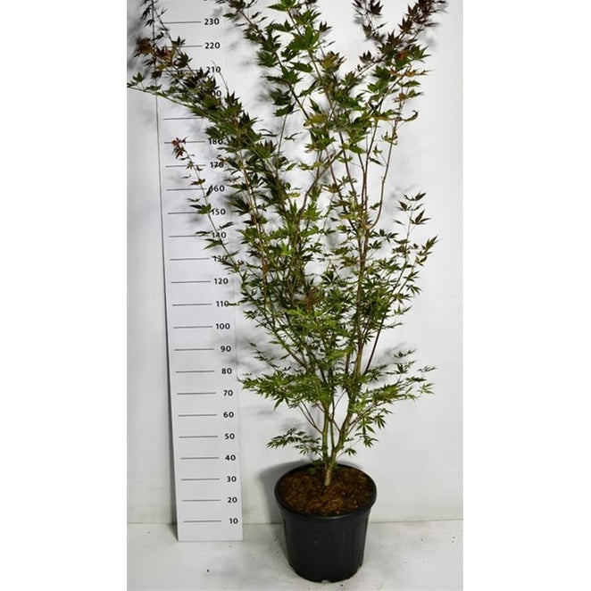 Japansk lönn – Acer pal. 'Trompenburg' - C35 200-225 CM