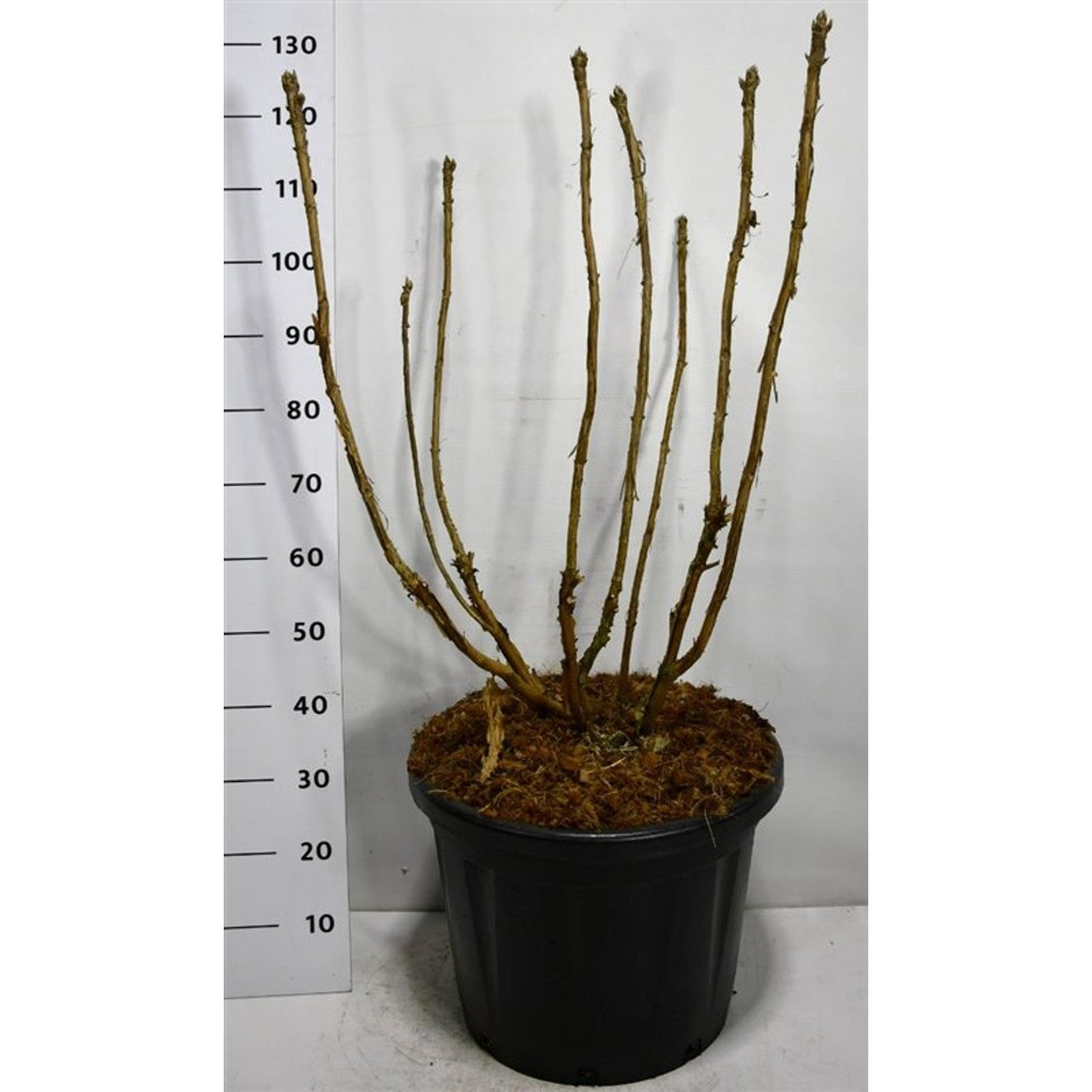 Sammetshortensia – Hydrangea sargentiana - C45 100-125 cm.