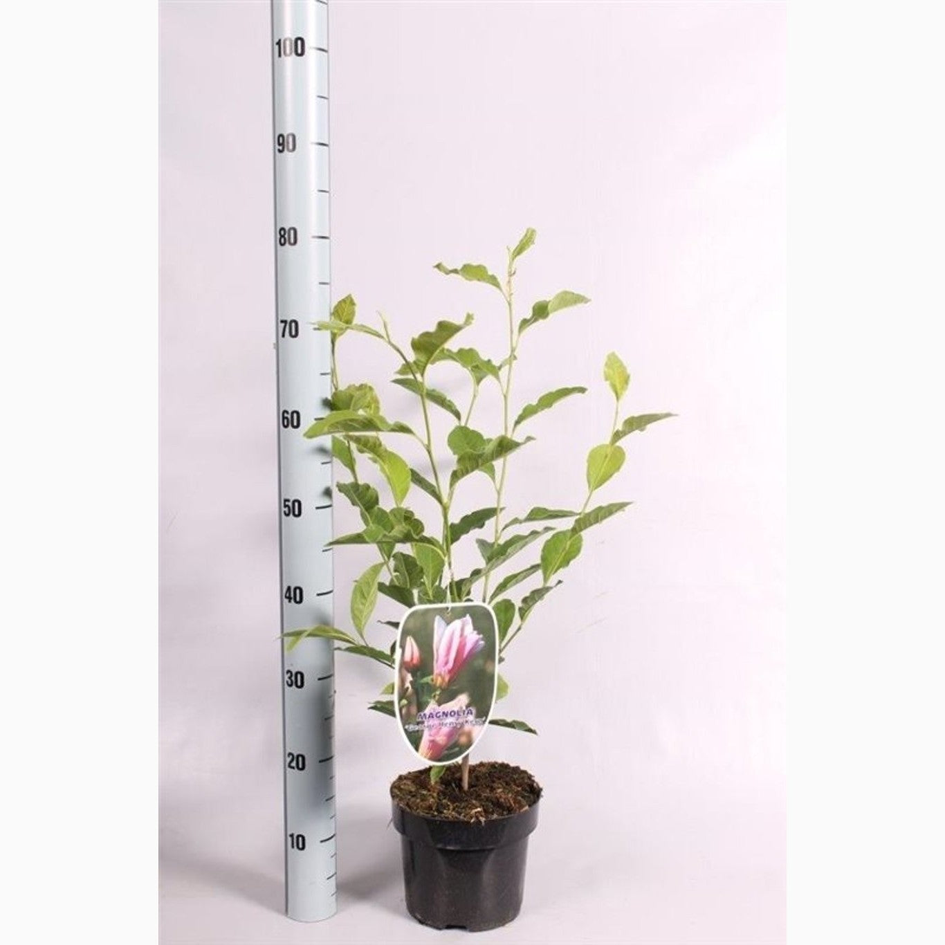 Magnolia – Magnolia 'George Henry Kern' - C3 50-60 CM