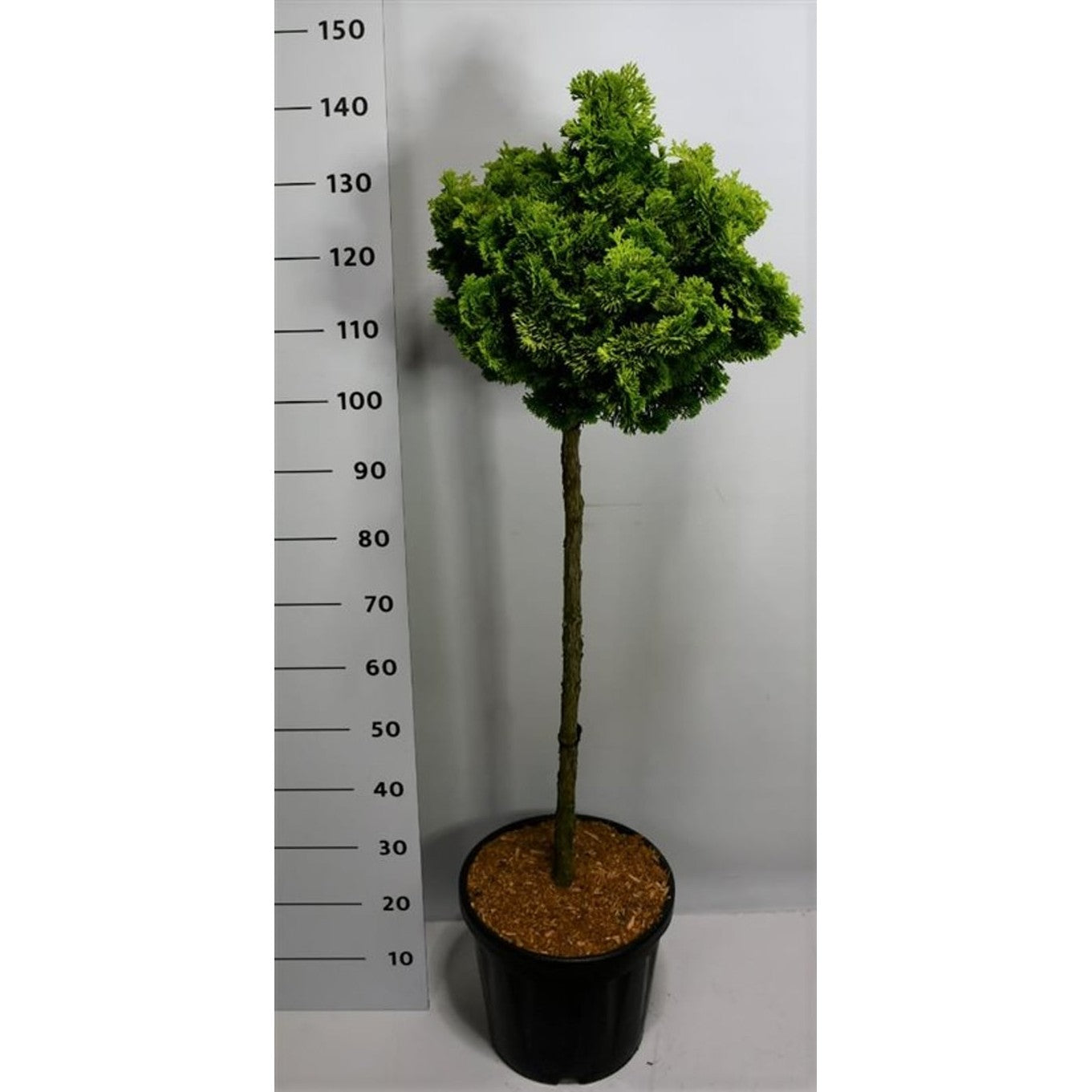 Ädelcypress – Chamaecyparis obtusa &