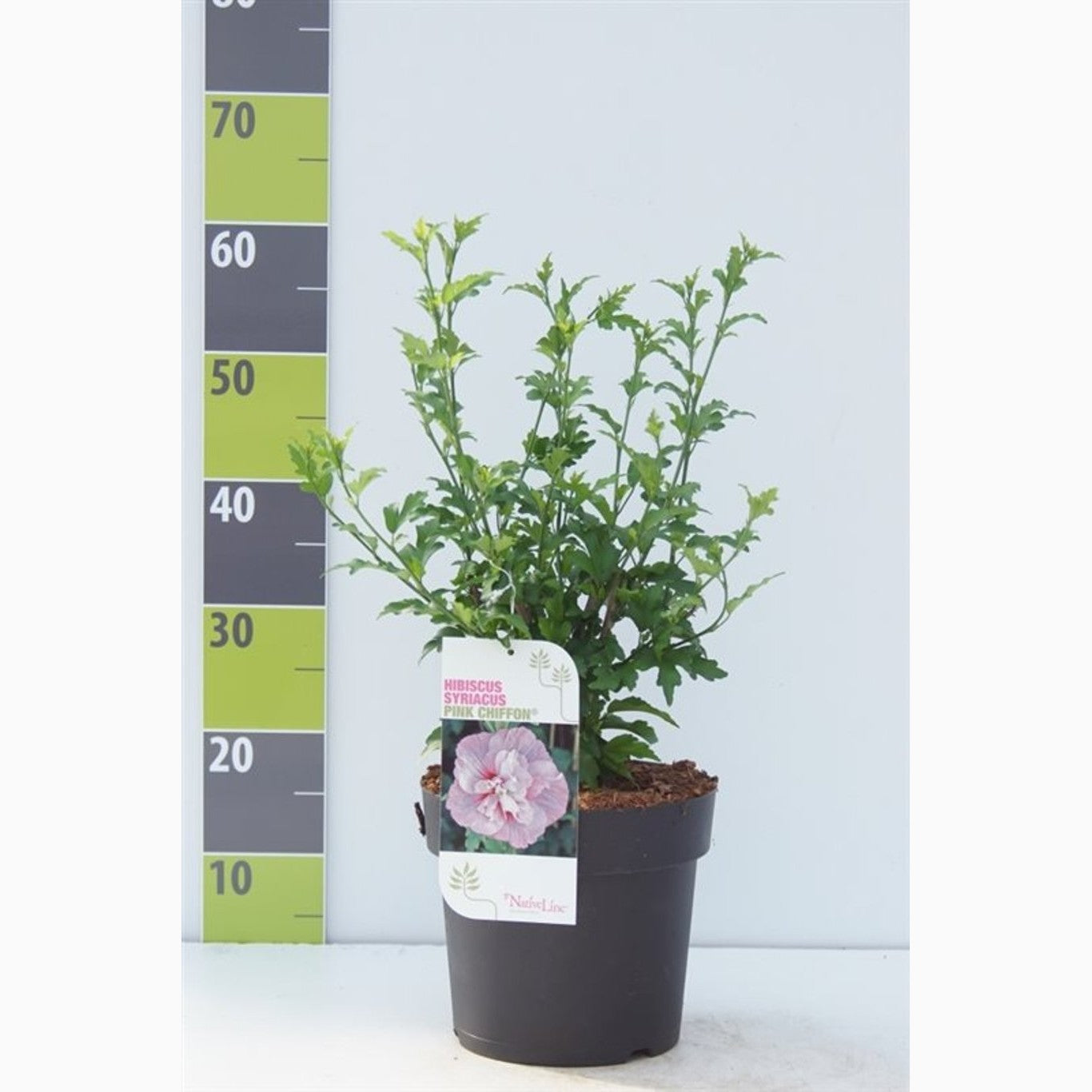 Hibiskus – Hibiscus syriacus 'Pink Chiffon' - C4,6 50-60 CM