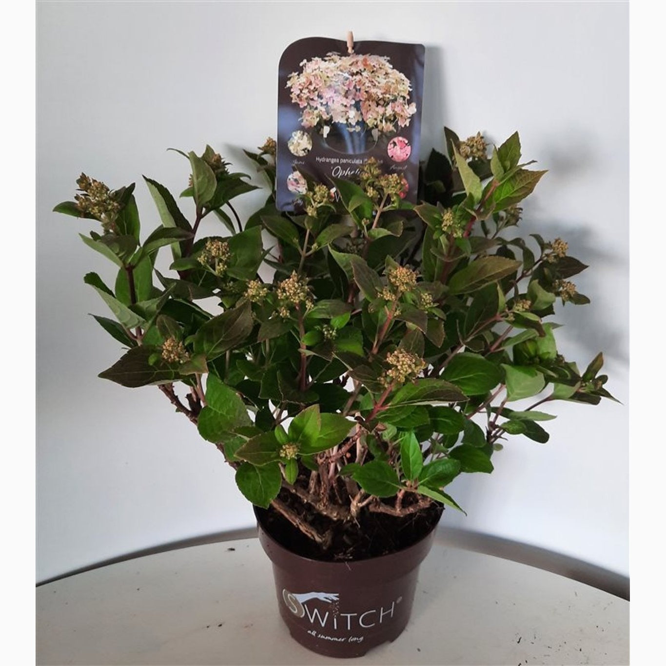 Syrenhortensia – Hydrangea paniculata 'Switch Ophelia' - C3 25-30 CM