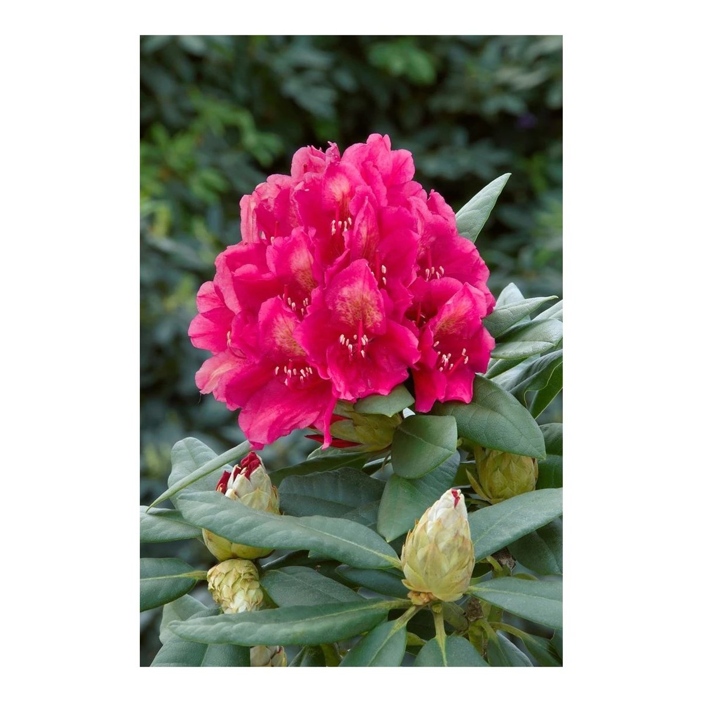 Rhododendron – Rhododendron 'Dr H.C. Dresselhuys' - C5 30-40 CM