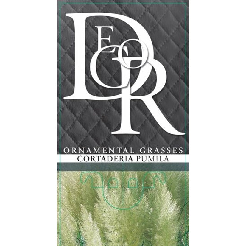 Pampasgräs – Cortaderia selloana 'Pumila' - C1