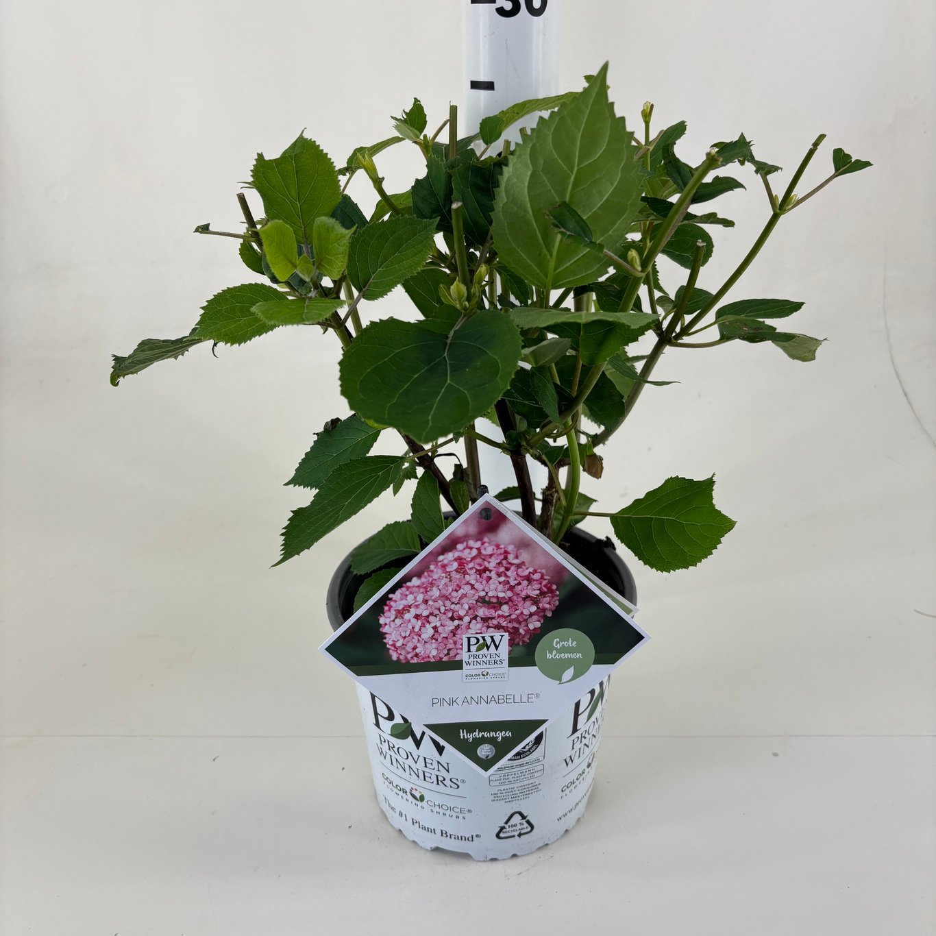 Klätterhortensia – Hydrangea petiolaris - C3 25-30 CM