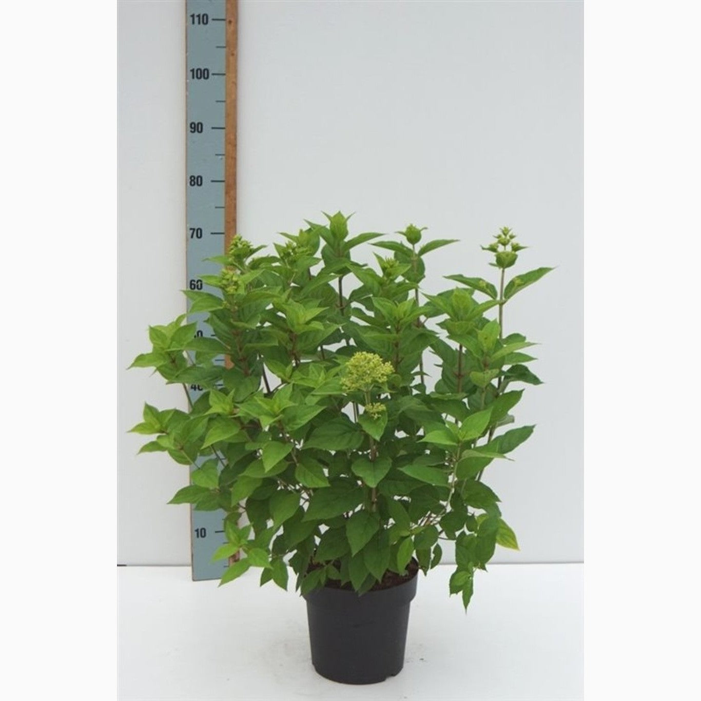 Syrenhortensia – Hydrangea paniculata 'Limelight' - C4,6 40-60 CM