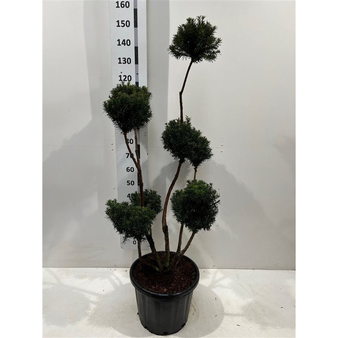 Hybrididegran – Taxus media 'Hicksii' - 120-140 CM PonPon Cont.