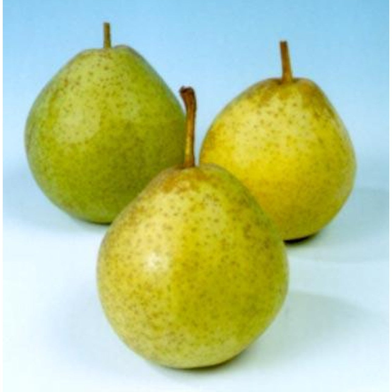 Päron – Pyrus communis 'Noordholl. Suikerpeer' - 10/12 in Cont HO/ST