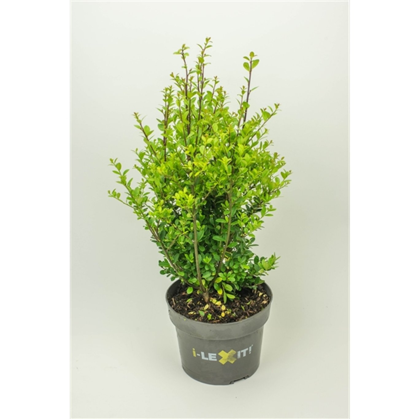 Japansk järnek – Ilex crenata 'Dark Green'® - C3 30-40 CM