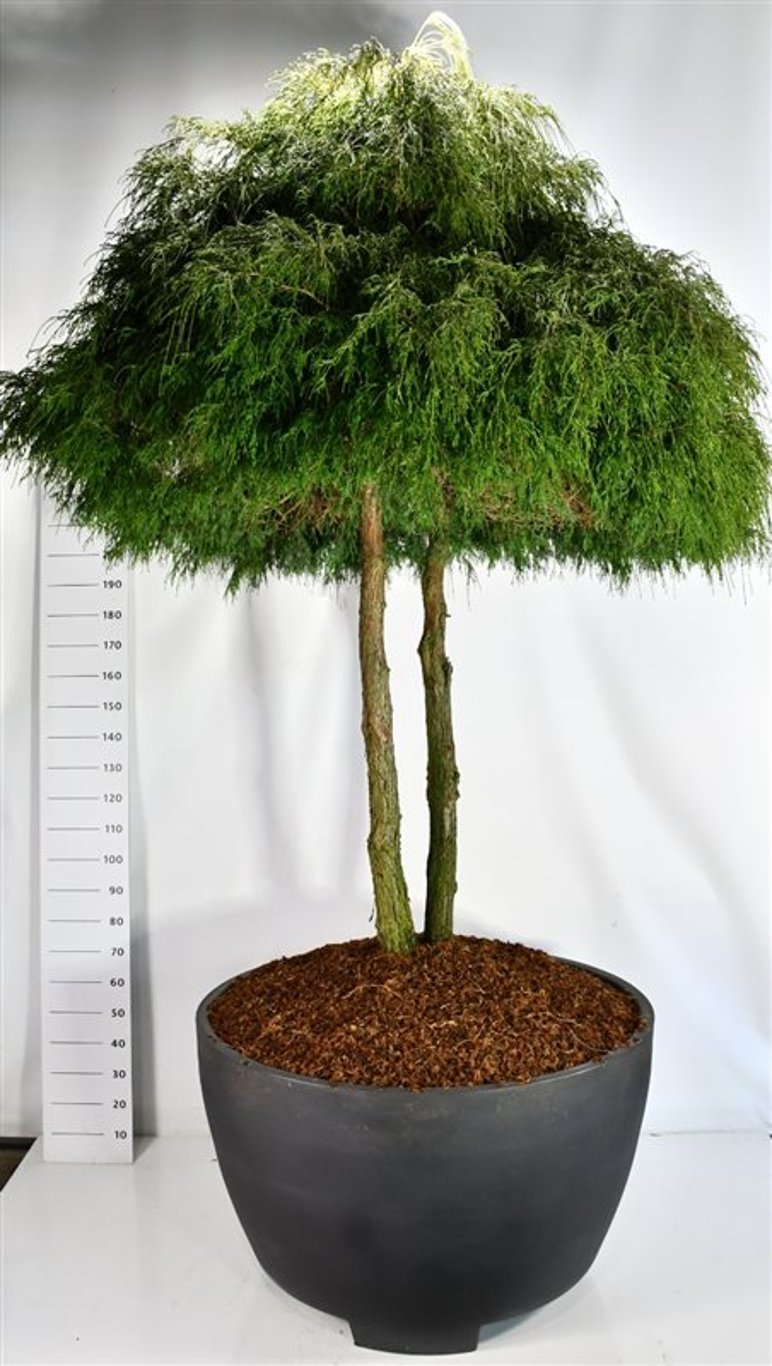 Ädelcypress – Chamaecyparis pisifera &
