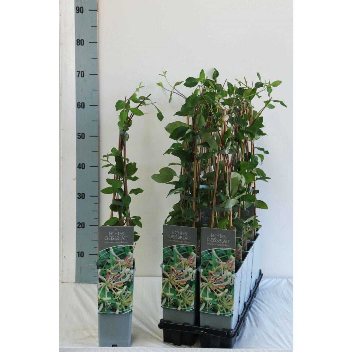 Kaprifol – Lonicera caprifolium - C2 50-60 CM 3 Stick