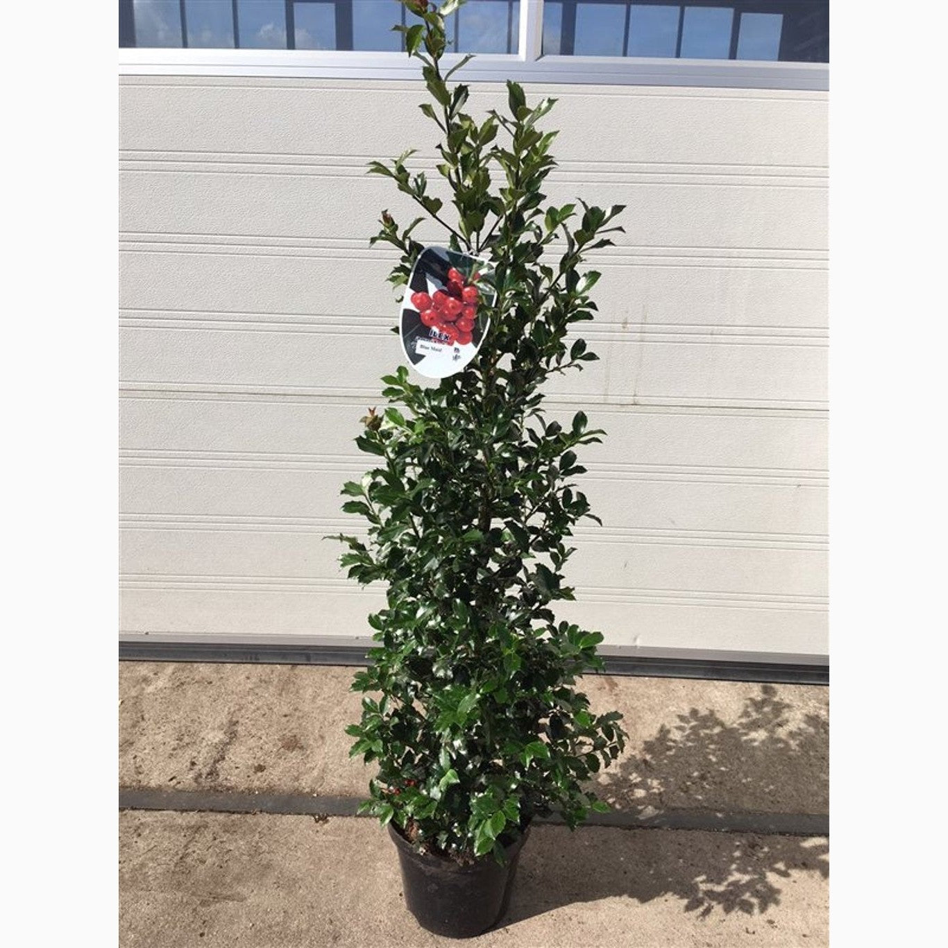 Blå järnek – Ilex meservae 'Blue Maid' - C7.5 60-80 CM