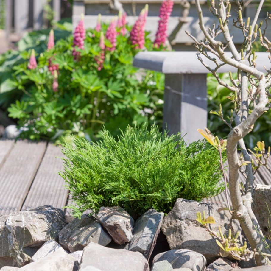 Kryp-en – Juniperus horizontalis 'Andorra Compact' - C3 30-40 CM