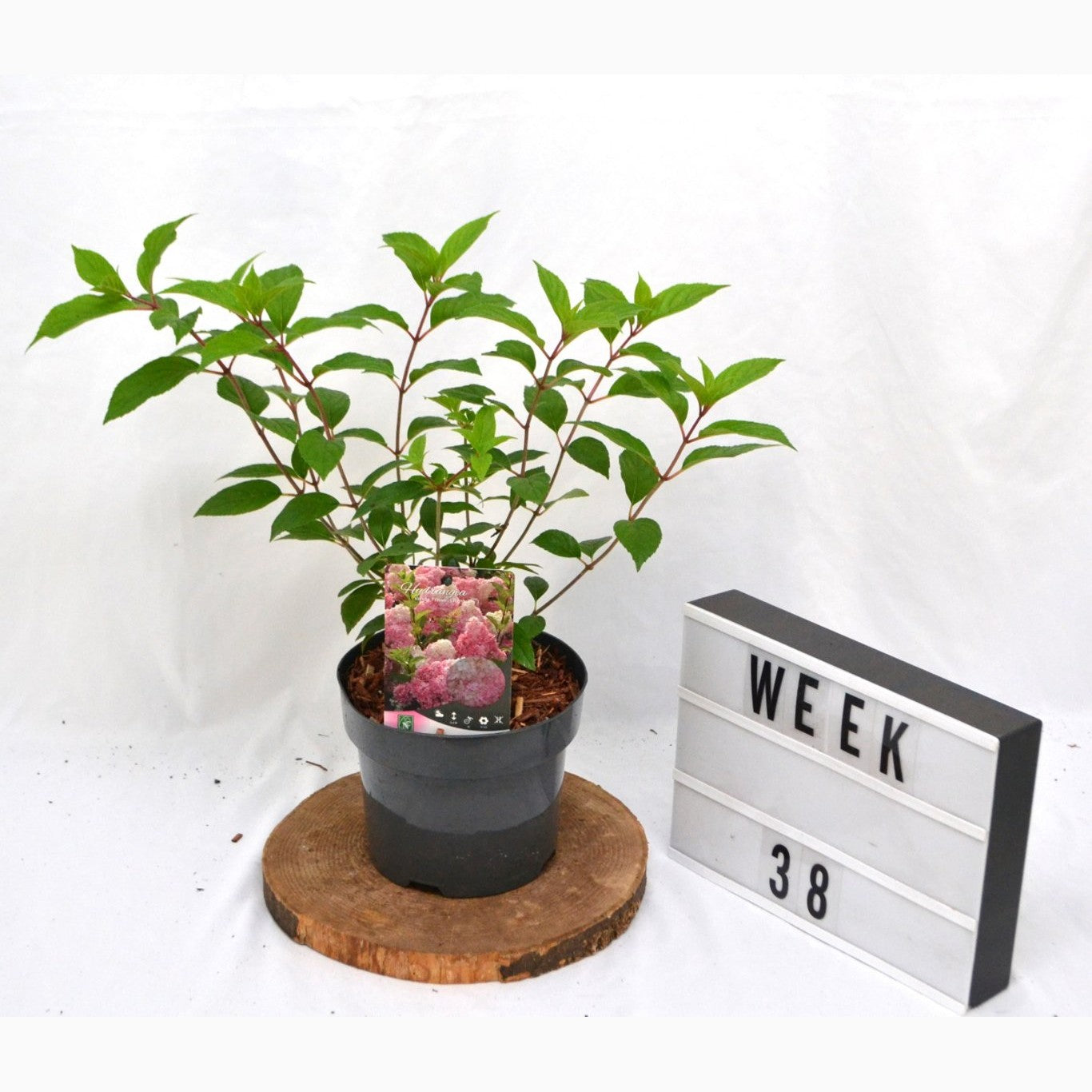 Syrenhortensia – Hydrangea paniculata 'Vanille Fraise' - C3 20-40 CM