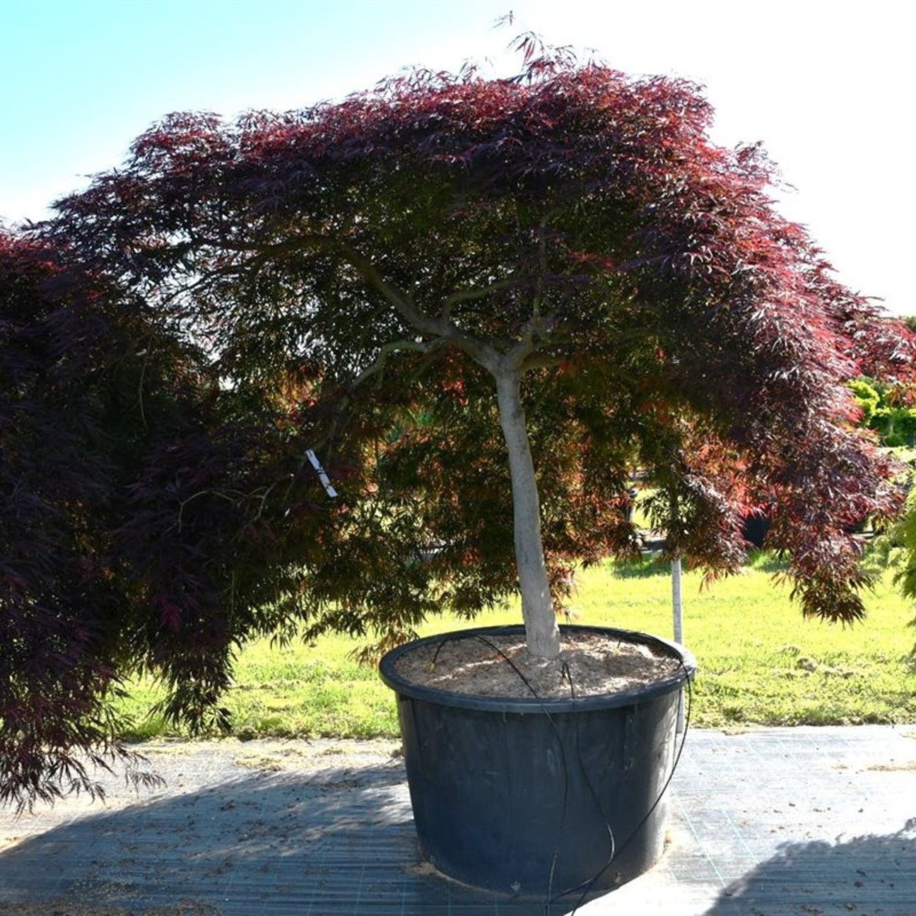 Japansk lönn – Acer palmatum 'Inaba-shidare' - C450 110 cm. Stam