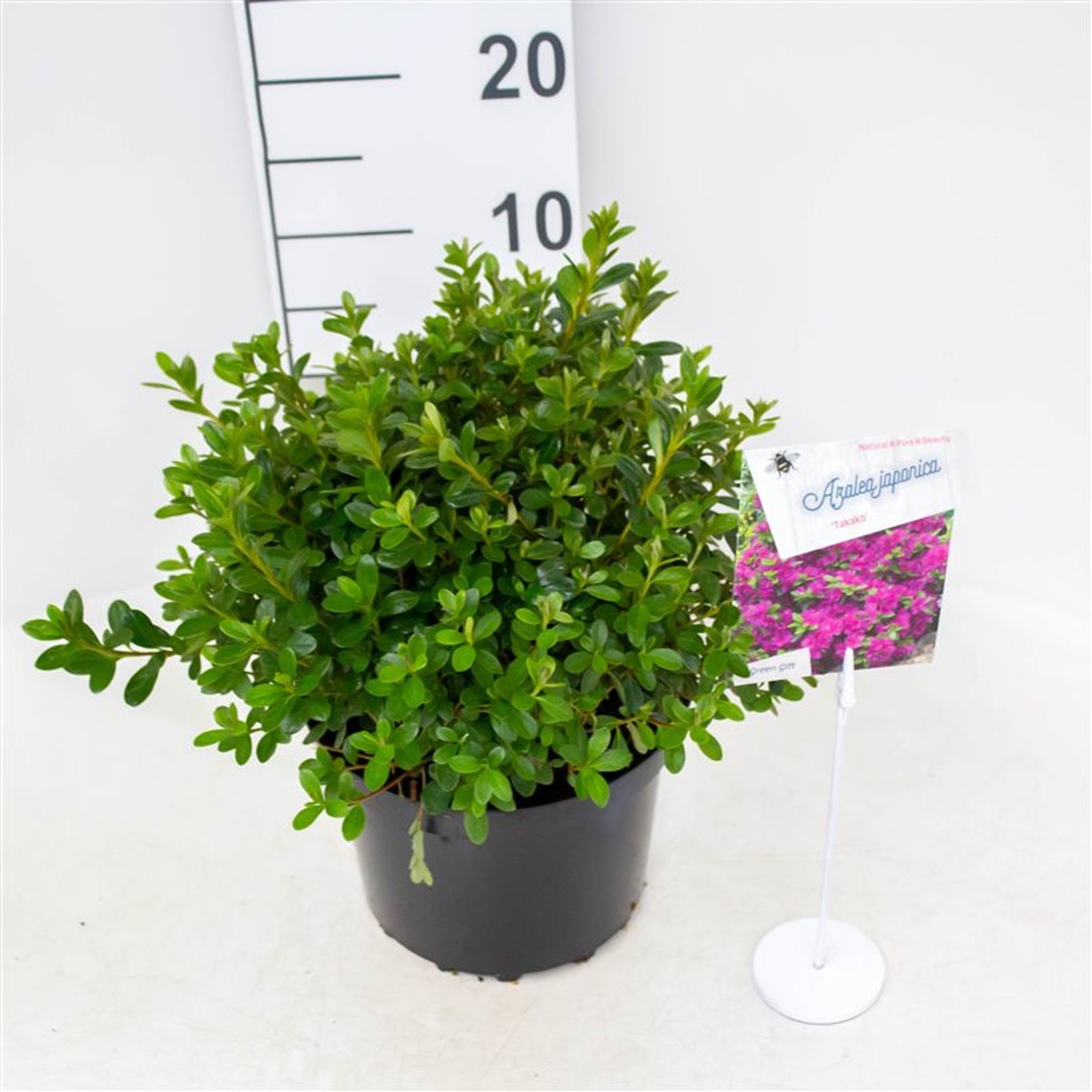 Rhododendron – Rhododendron (AJ); 'Takako' - C4 25-30 CM