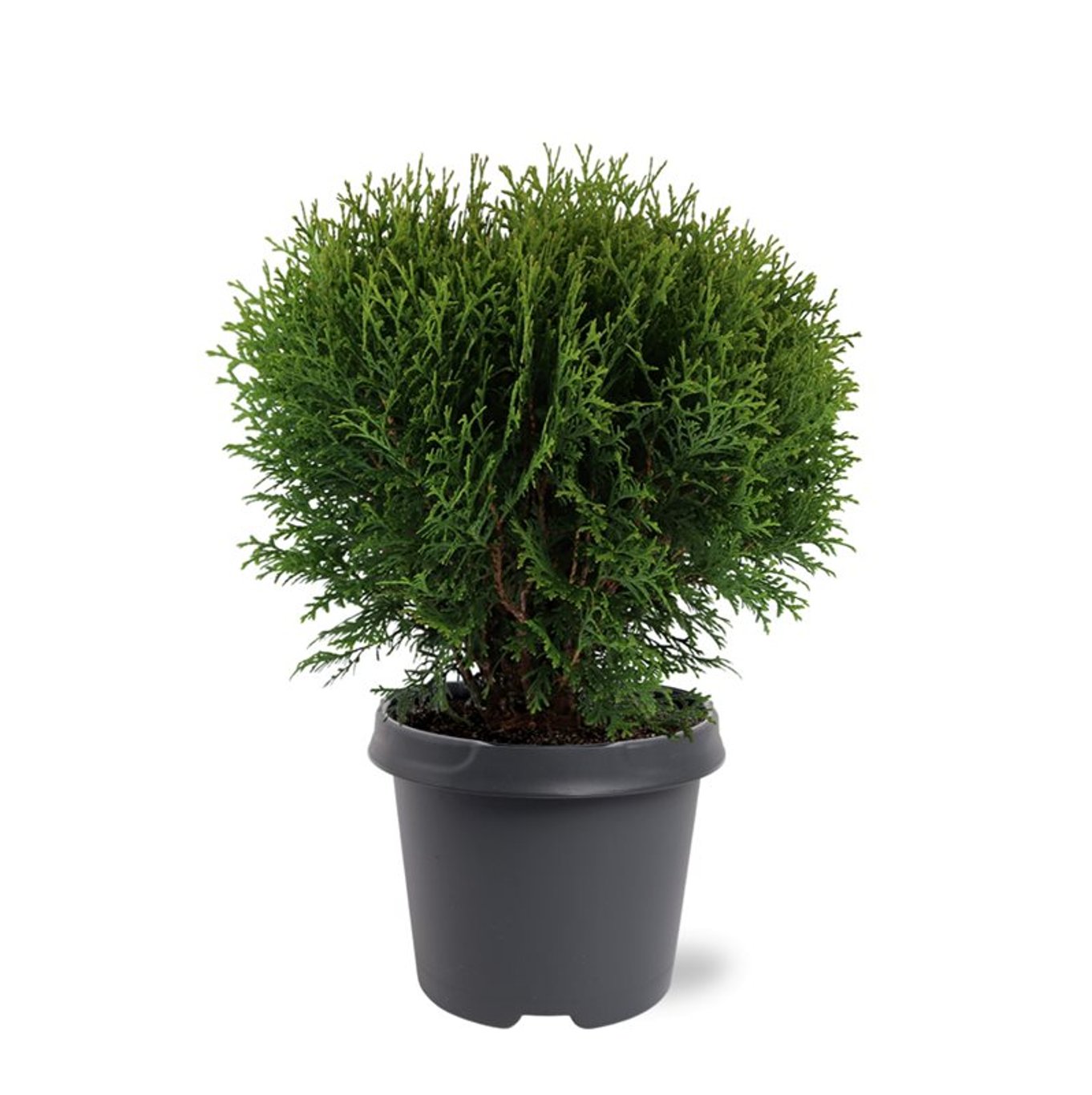 Thuja – Thuja occidentalis 'Tiny Tim' - C5 30-40 CM