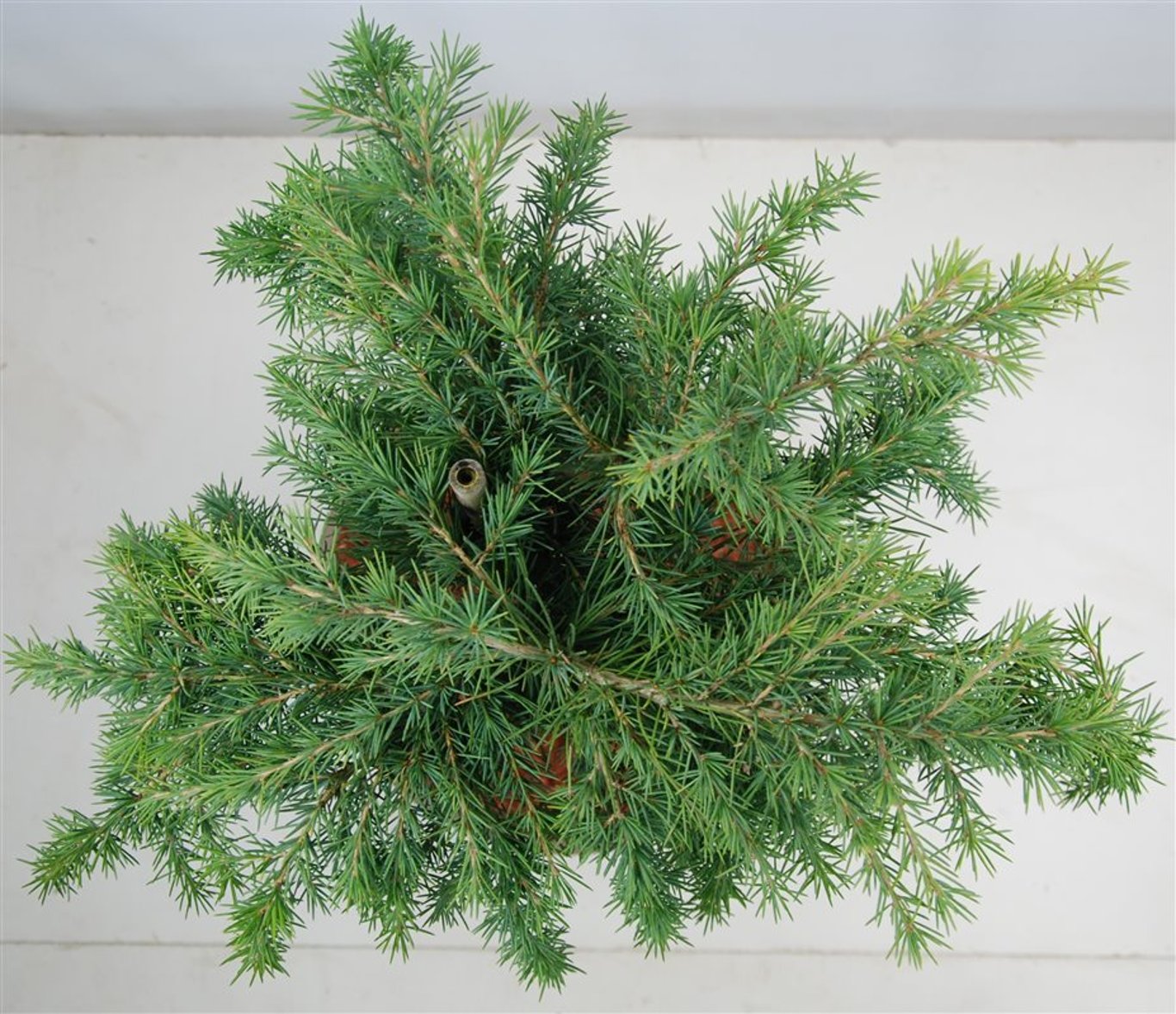 Himalayaceder – Cedrus deodara 'Feelin' Blue' - C13 40 cm. Stam