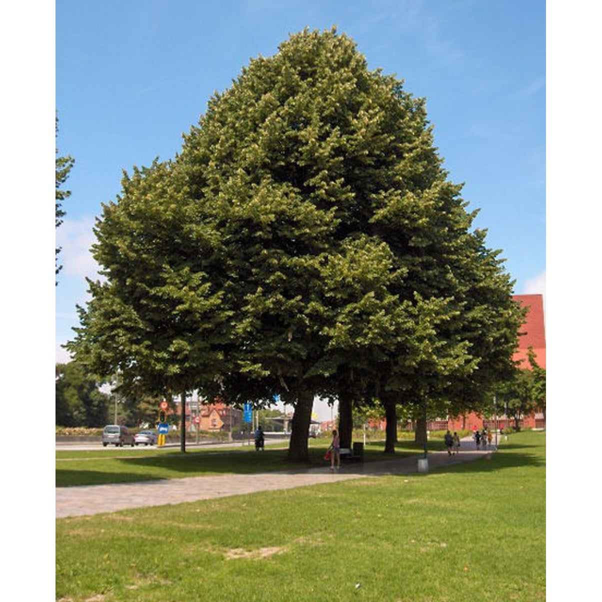 Silverlind – Tilia tomentosa - C70 16/18 HO/ST