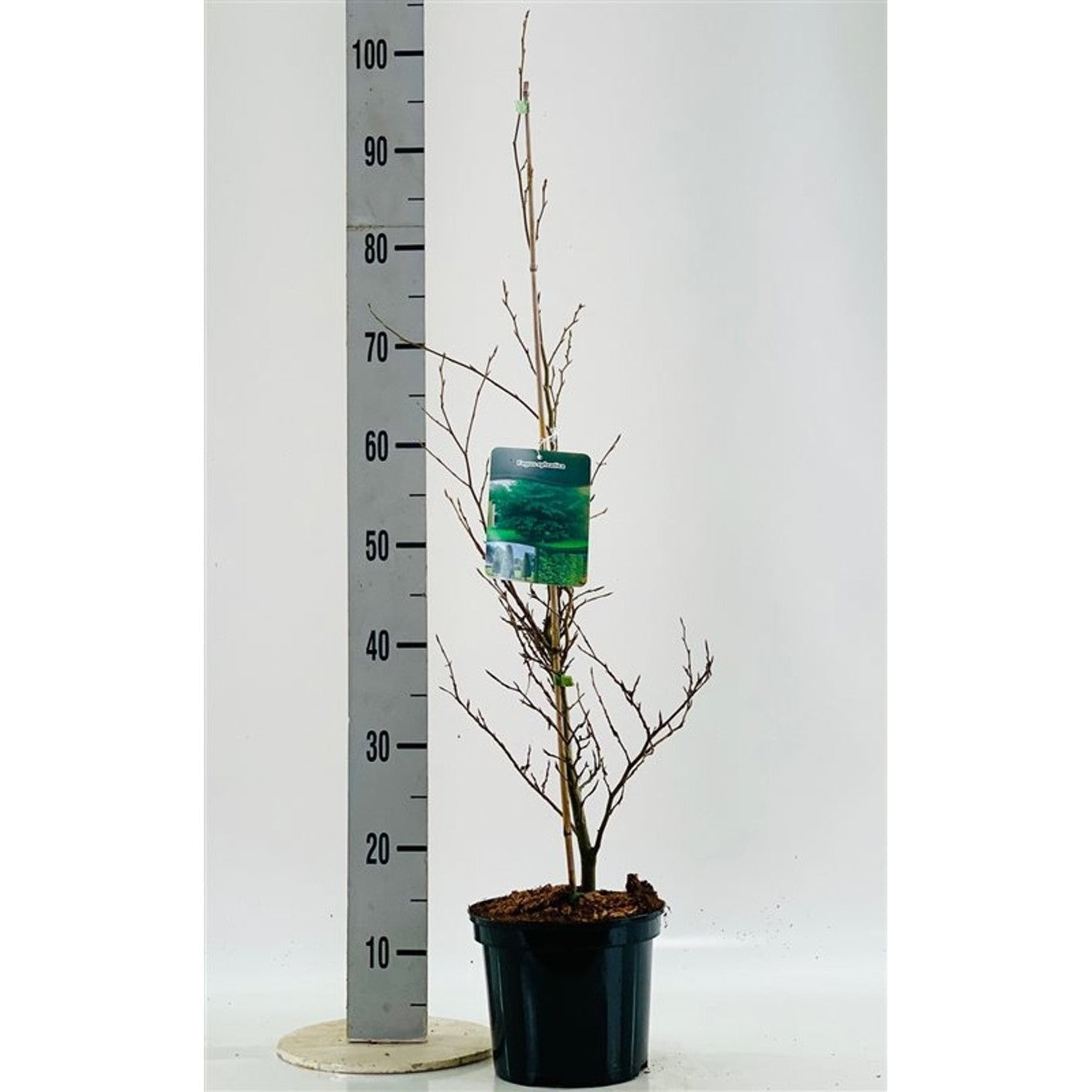 Blodbok – Fagus sylvatica - C3 60-80 CM Stick