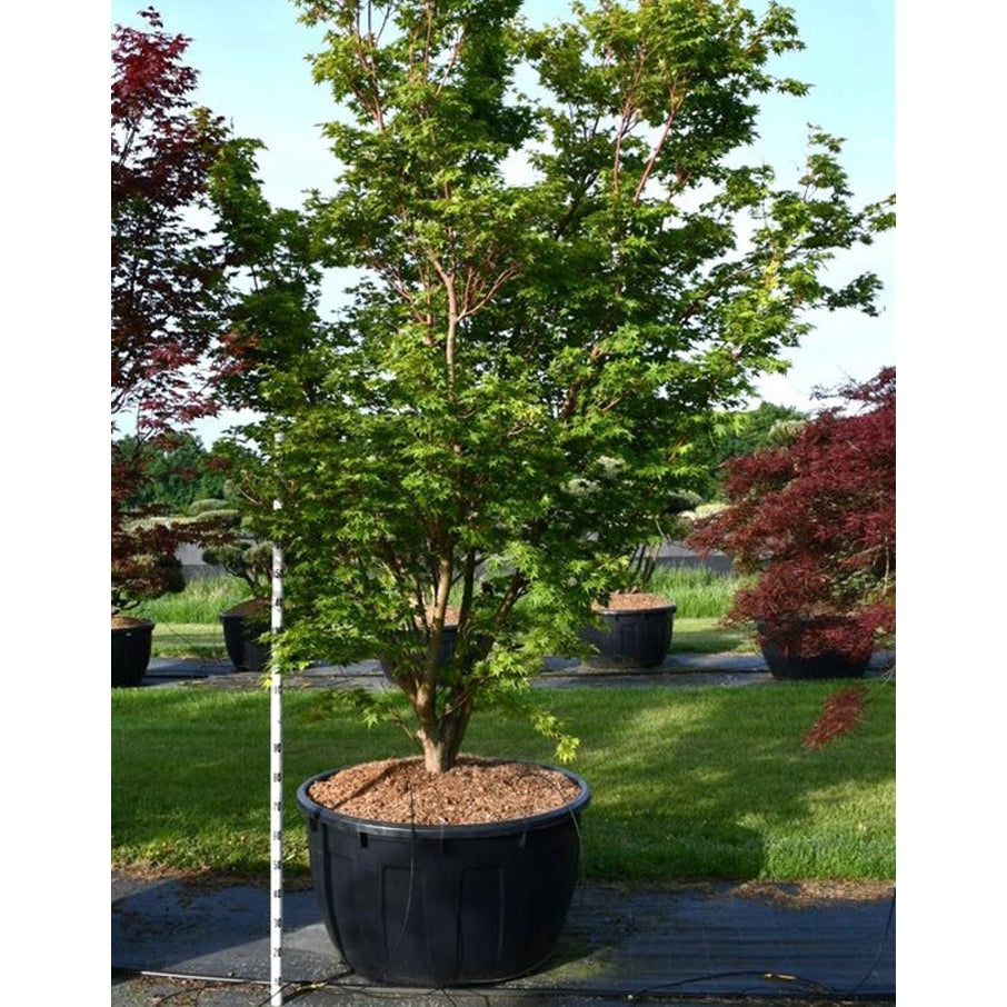 Japansk lönn – Acer palmatum 'Sangokaku' - C500 300-350 cm. Sol