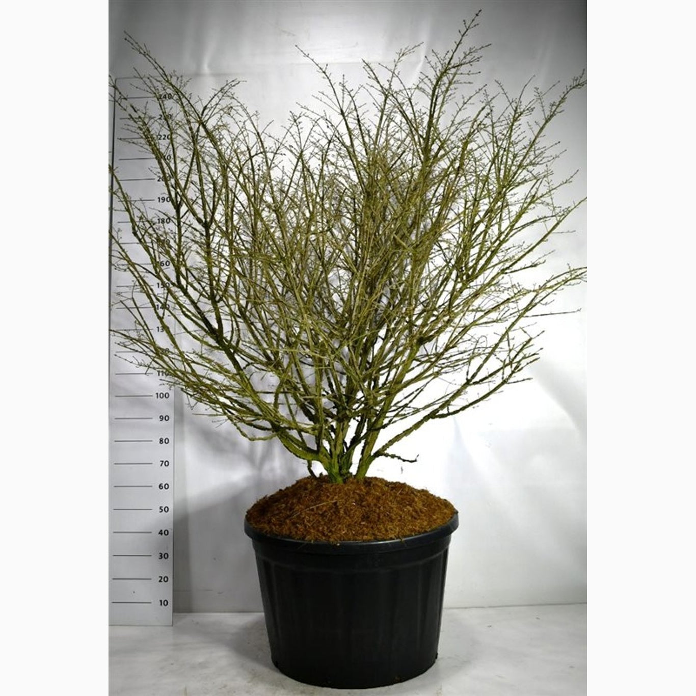 Vingbenved – Euonymus alatus - 150-175 CM in Cont.