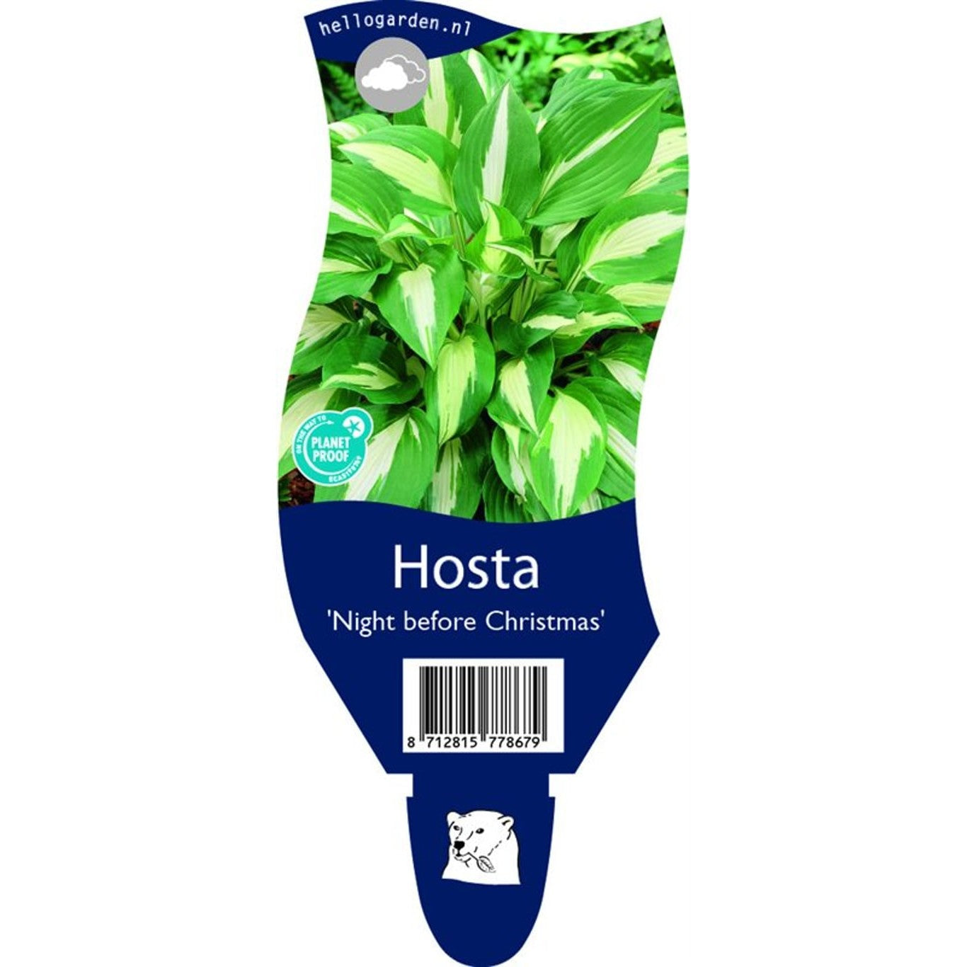 Funkia – Hosta &