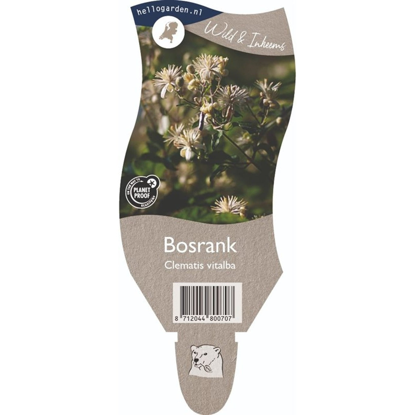 Klematis – Clematis vitalba - P11