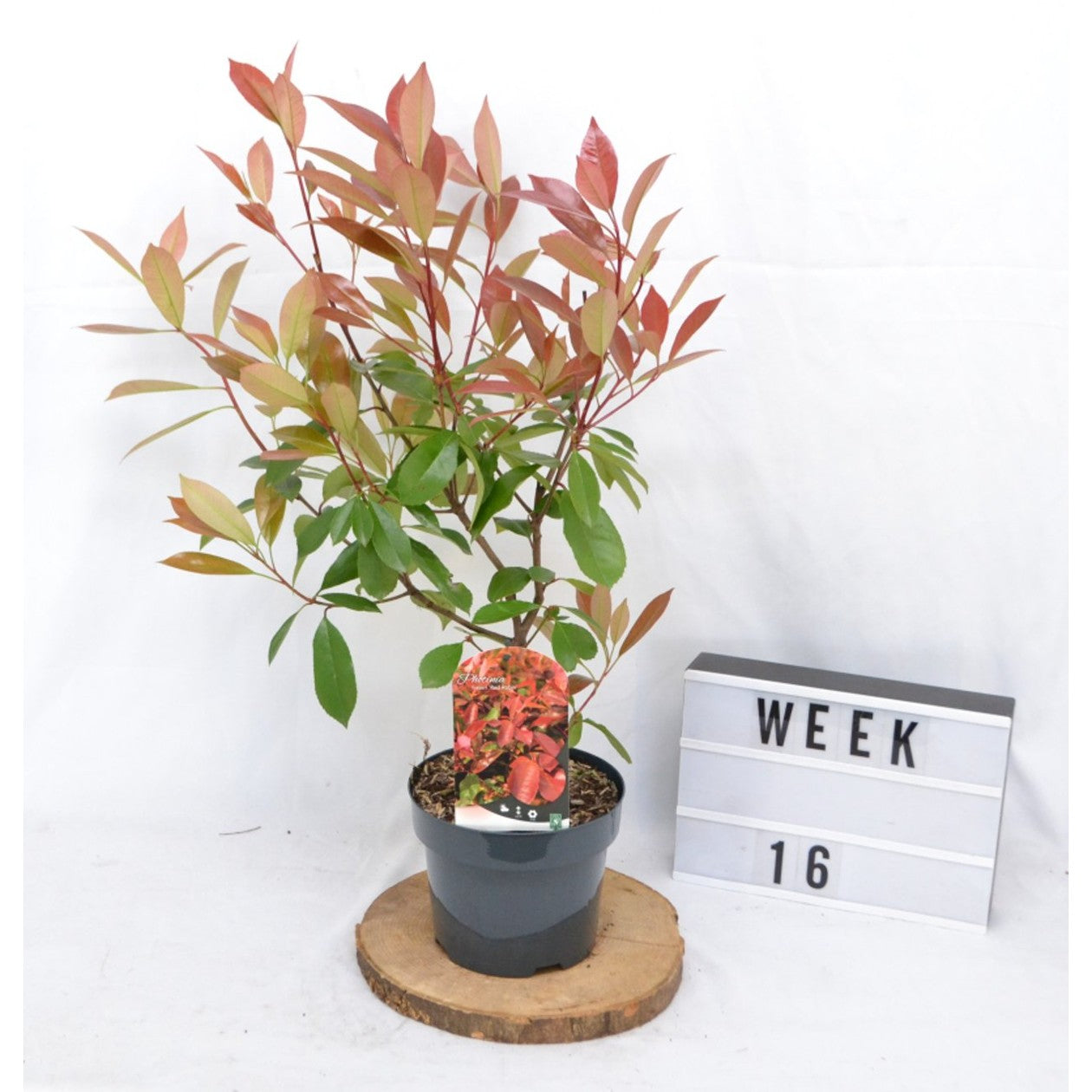 Fotinia – Photinia fraseri 'Red Robin' - C3 20-40 CM