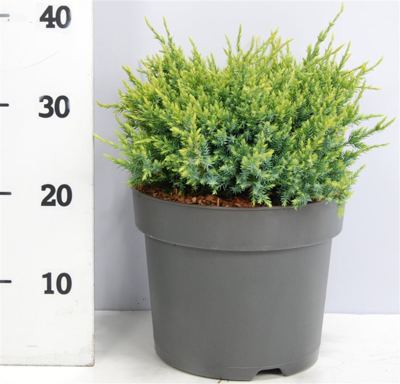 Himalaya-en – Juniperus squamata &