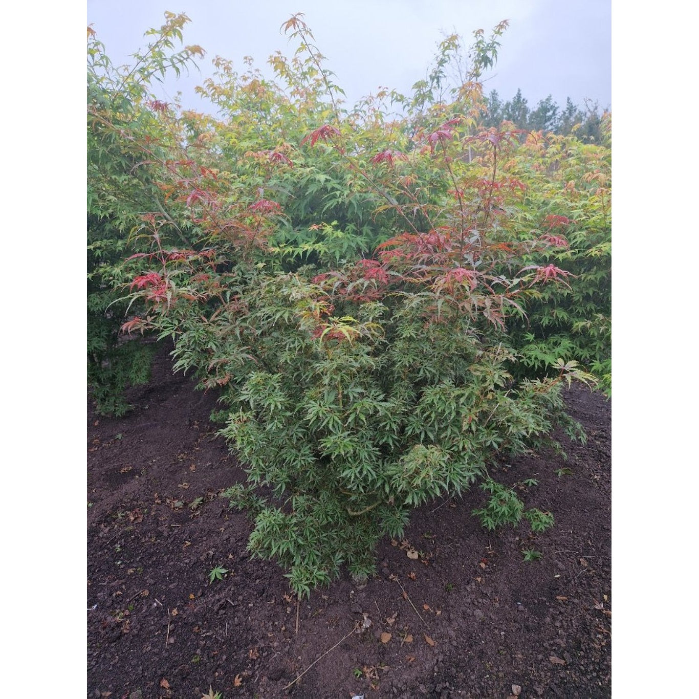 Japansk lönn – Acer pal. 'Jerre Schwartz' - 100-125 CM RB