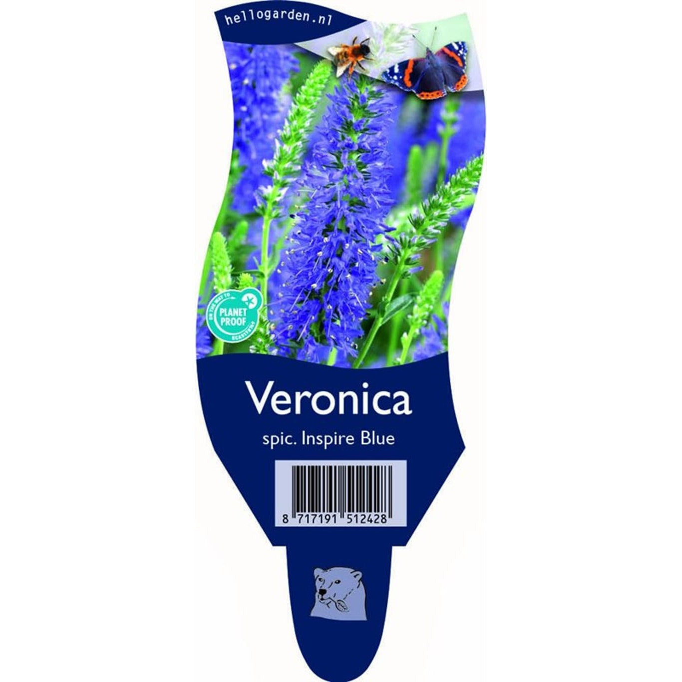 Axveronika – Veronica spicata 'Inspire Blue' - P11