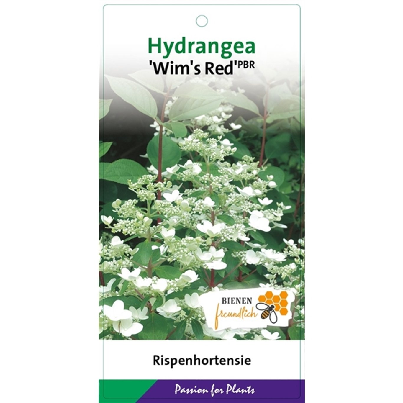 Syrenhortensia – Hydrangea paniculata 'Wim's Red' - C3 40-50 CM
