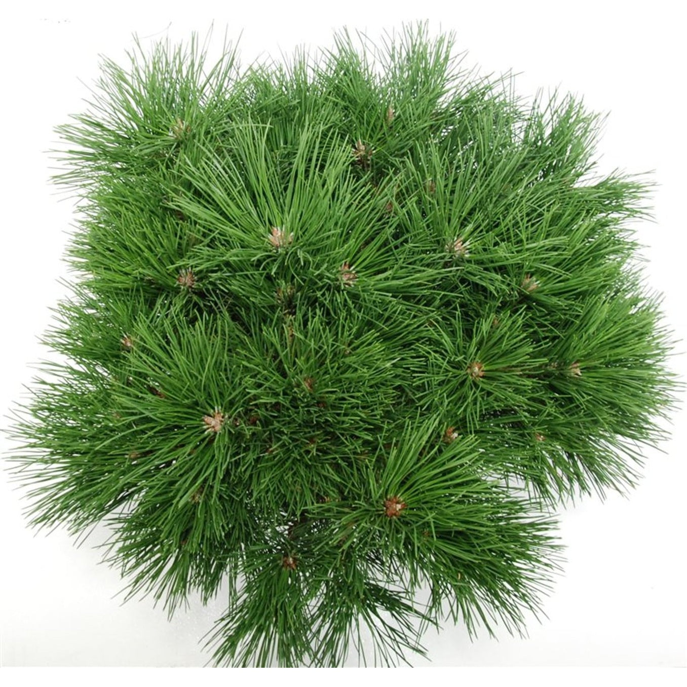 Svarttall – Pinus nigra 'Pierrick Bregeon' - C13 40-50 cm.