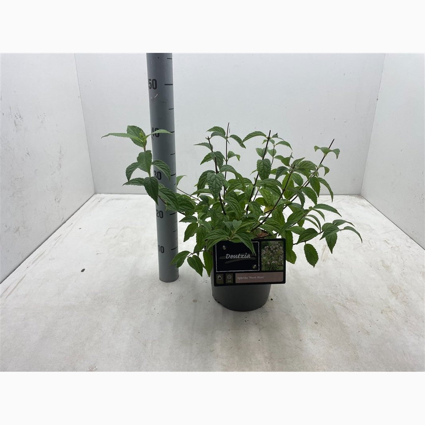 Riddarsporre – Delphinium Highlander Mystery Sensation - C3