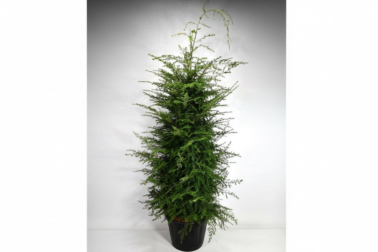 - C80 200-225 cm.