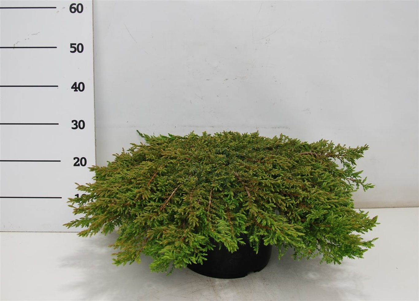 En – Juniperus communis 'Green Carpet' - C12 60-70 cm.