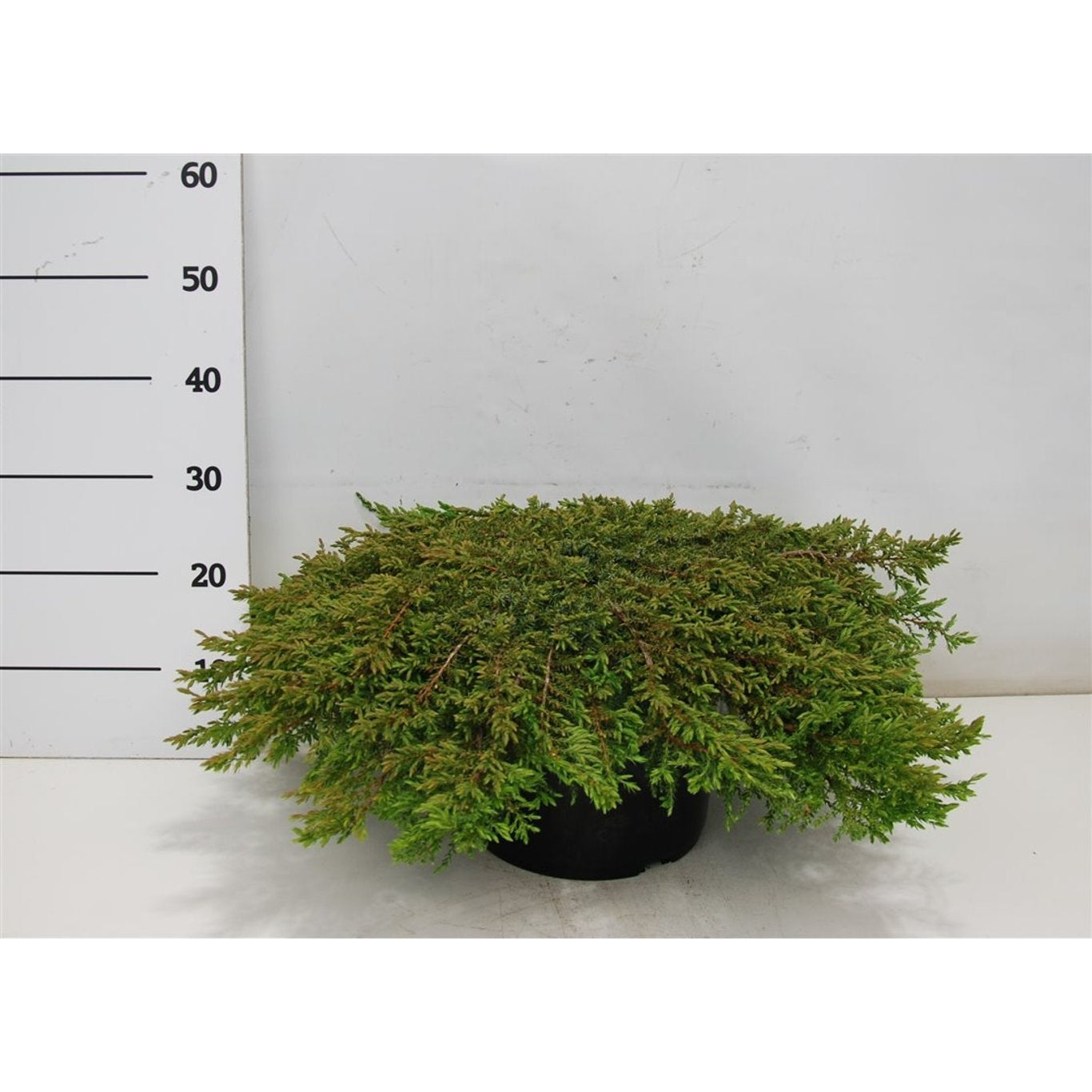En – Juniperus communis &