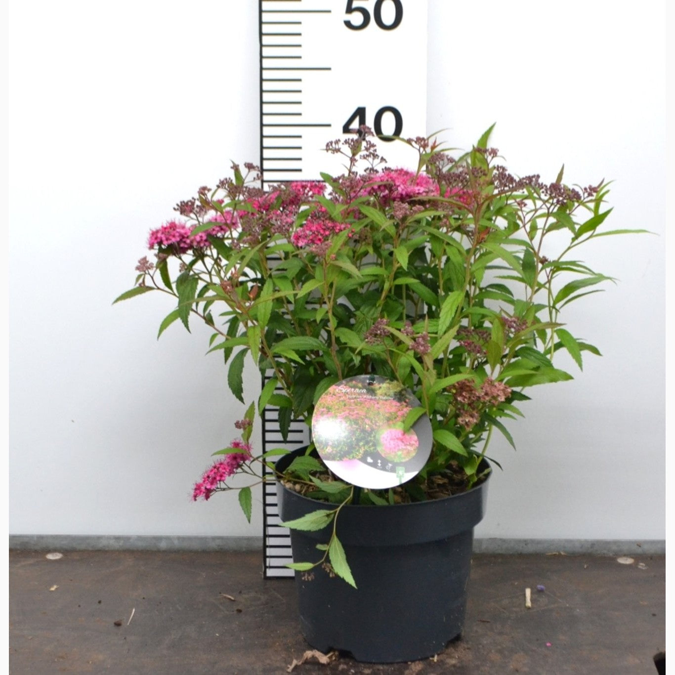 Praktspirea – Spiraea japonica 'Anthony Waterer' - C3 20-40 CM