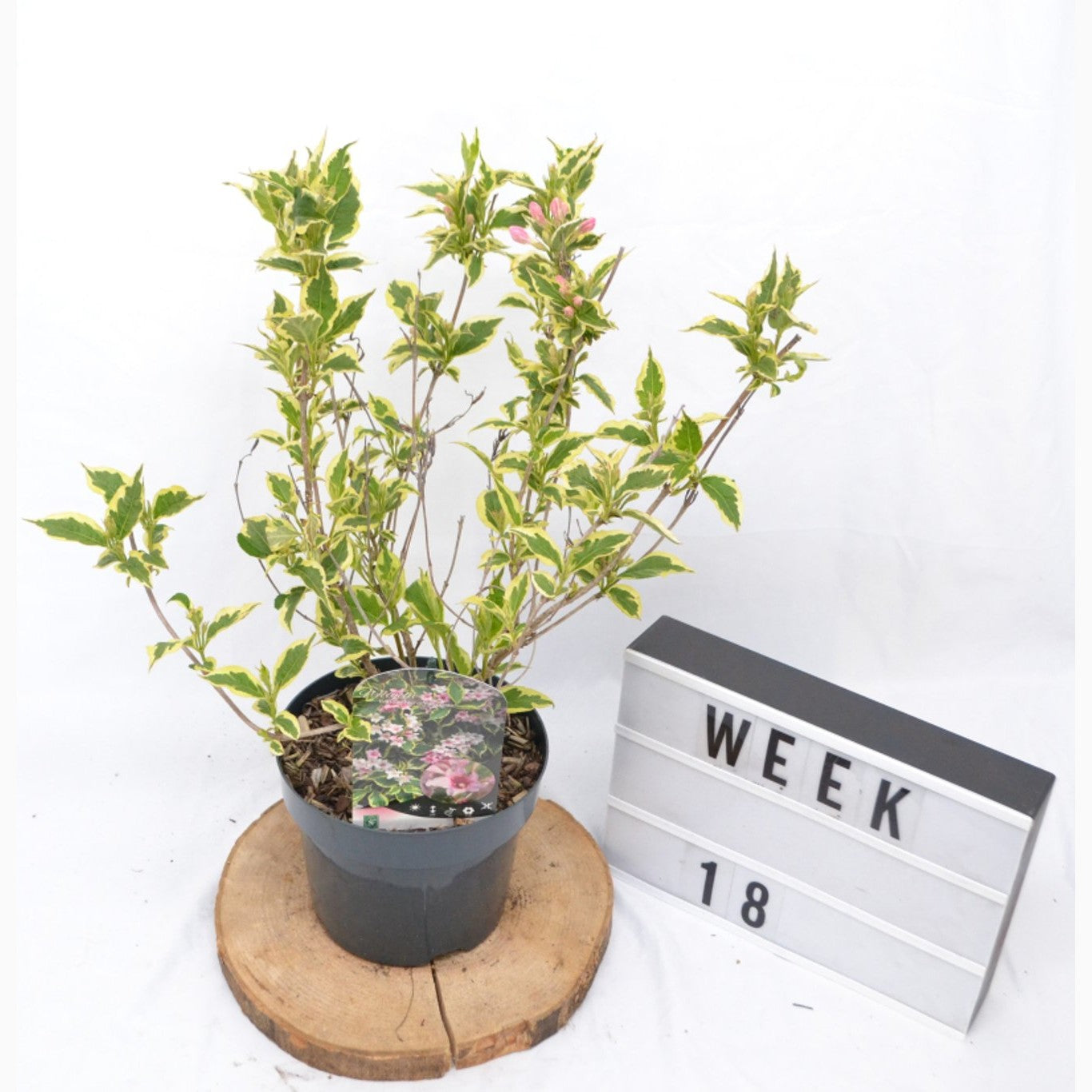 Praktweigela – Weigela 'Nana Variegata' - C3 20-40 CM