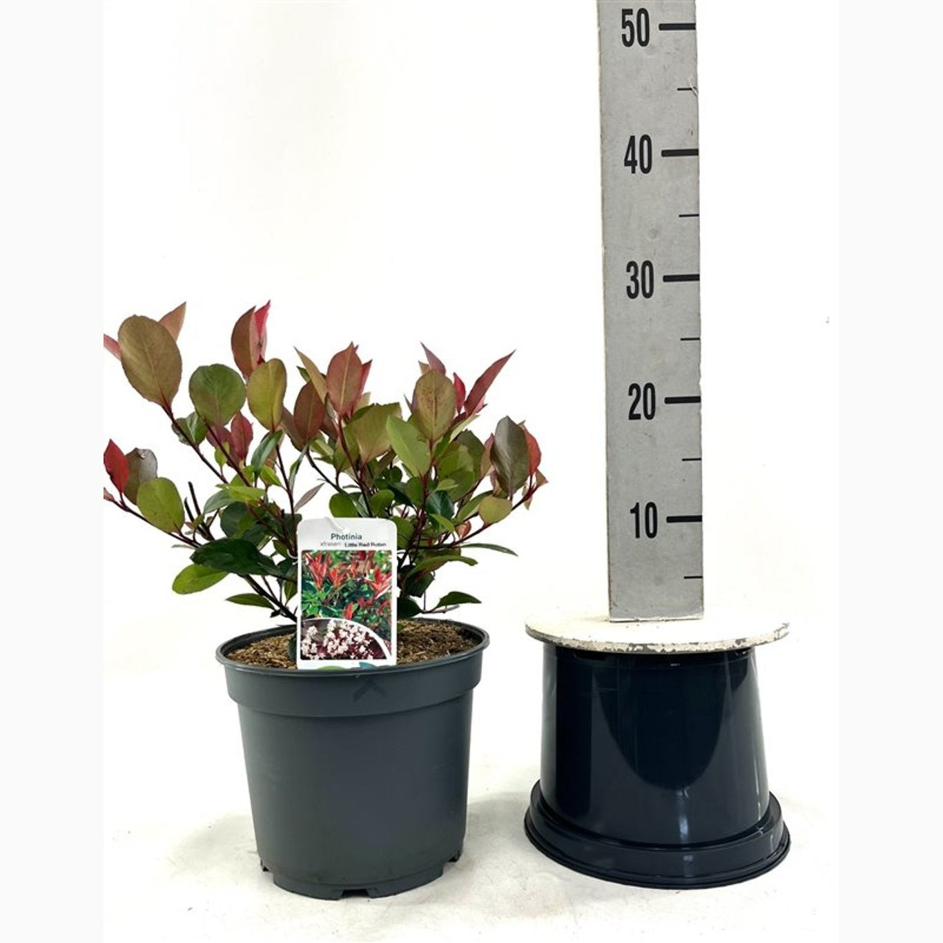 Fotinia – Photinia fraseri 'Little Red Robin' - C5 40-60 CM