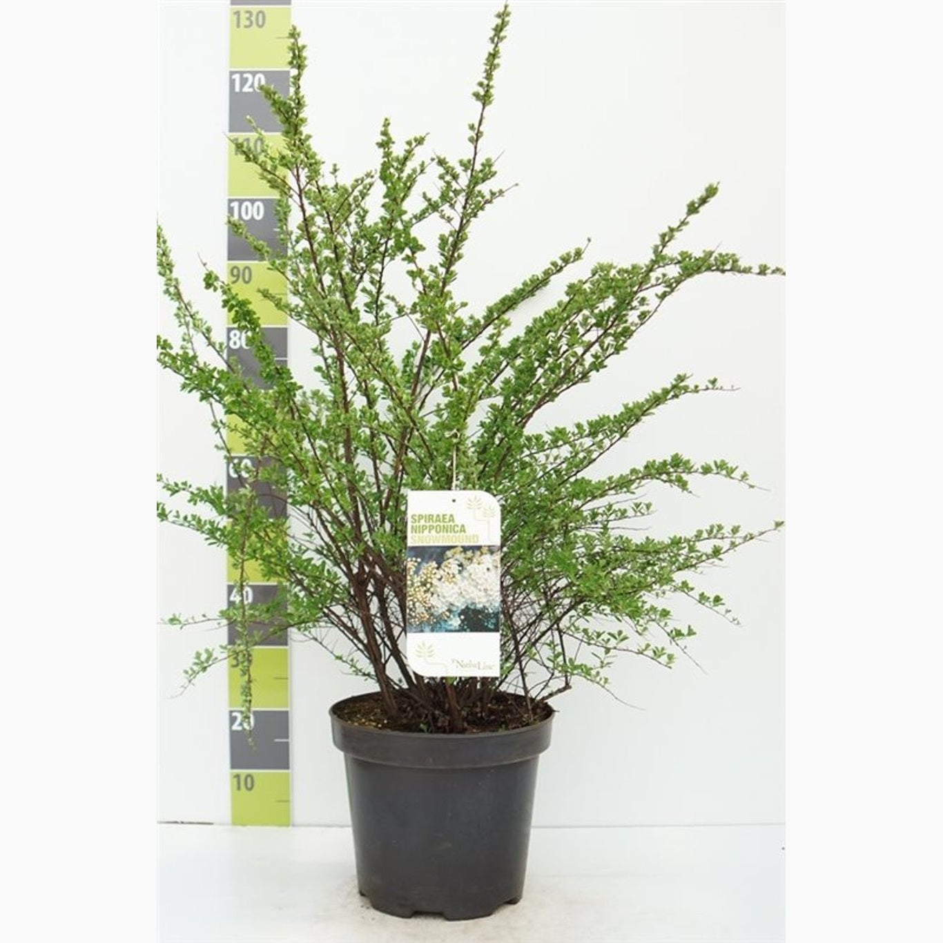 Spirea – Spiraea nipponica 'White Carpet' - C7.5 80-100 CM