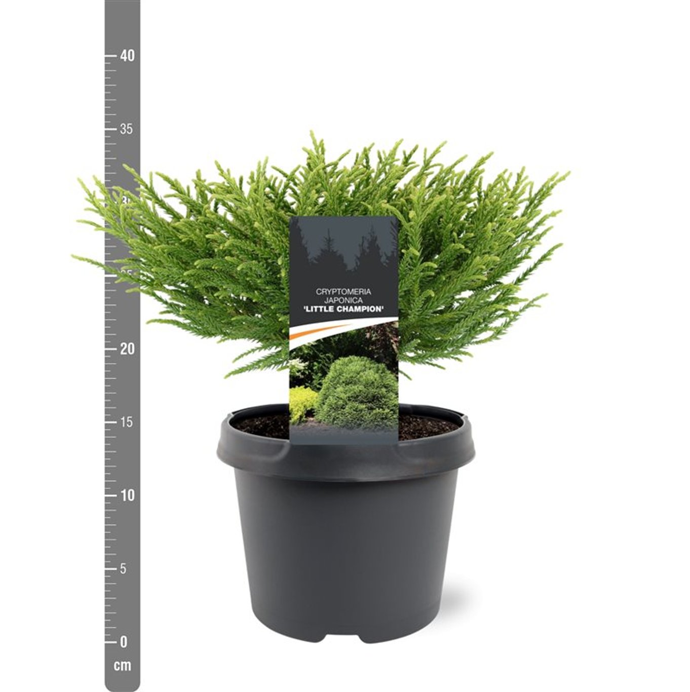 Japansk kryptomeria – Cryptomeria japonica 'Little Champion' - C3 25-30 CM