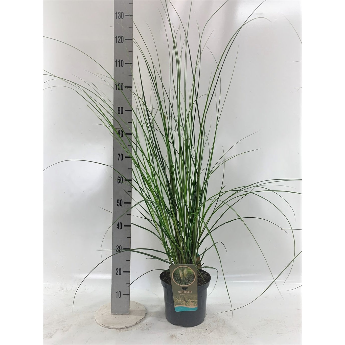 Pampasgräs – Cortaderia selloana 'Pumila' - C5