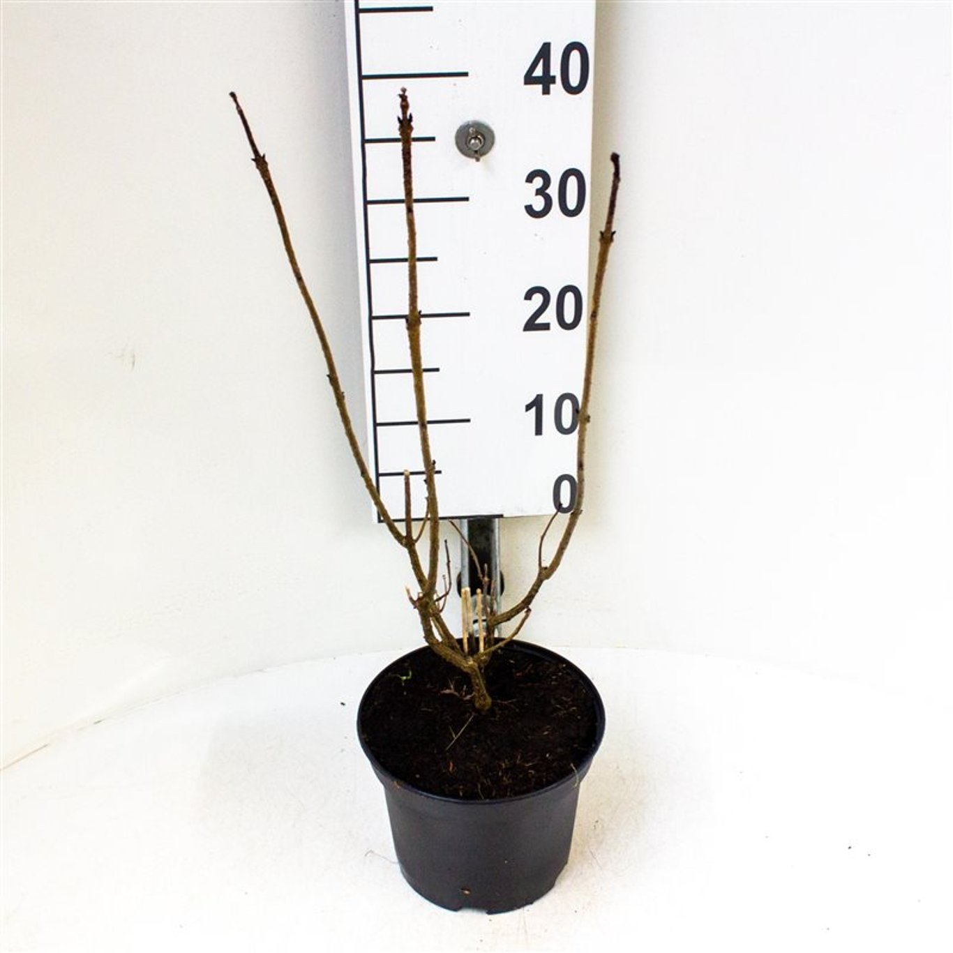 Lyckoknopp – Clerodendrum bungei - C3 40-60 CM