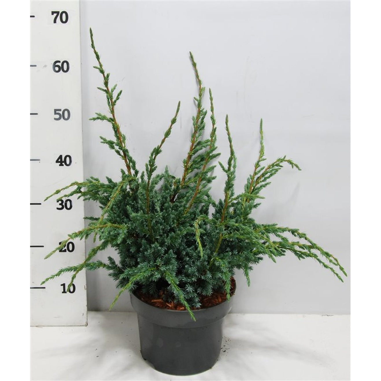 Himalaya-en – Juniperus squamata 'Meyeri' - C5 40-50 cm.